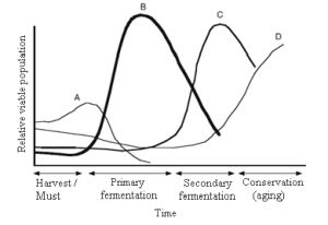The composition of yeasts during fermentation of grape must.