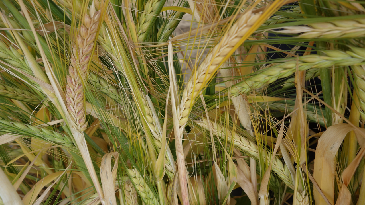 Illustration image - old barley varieties